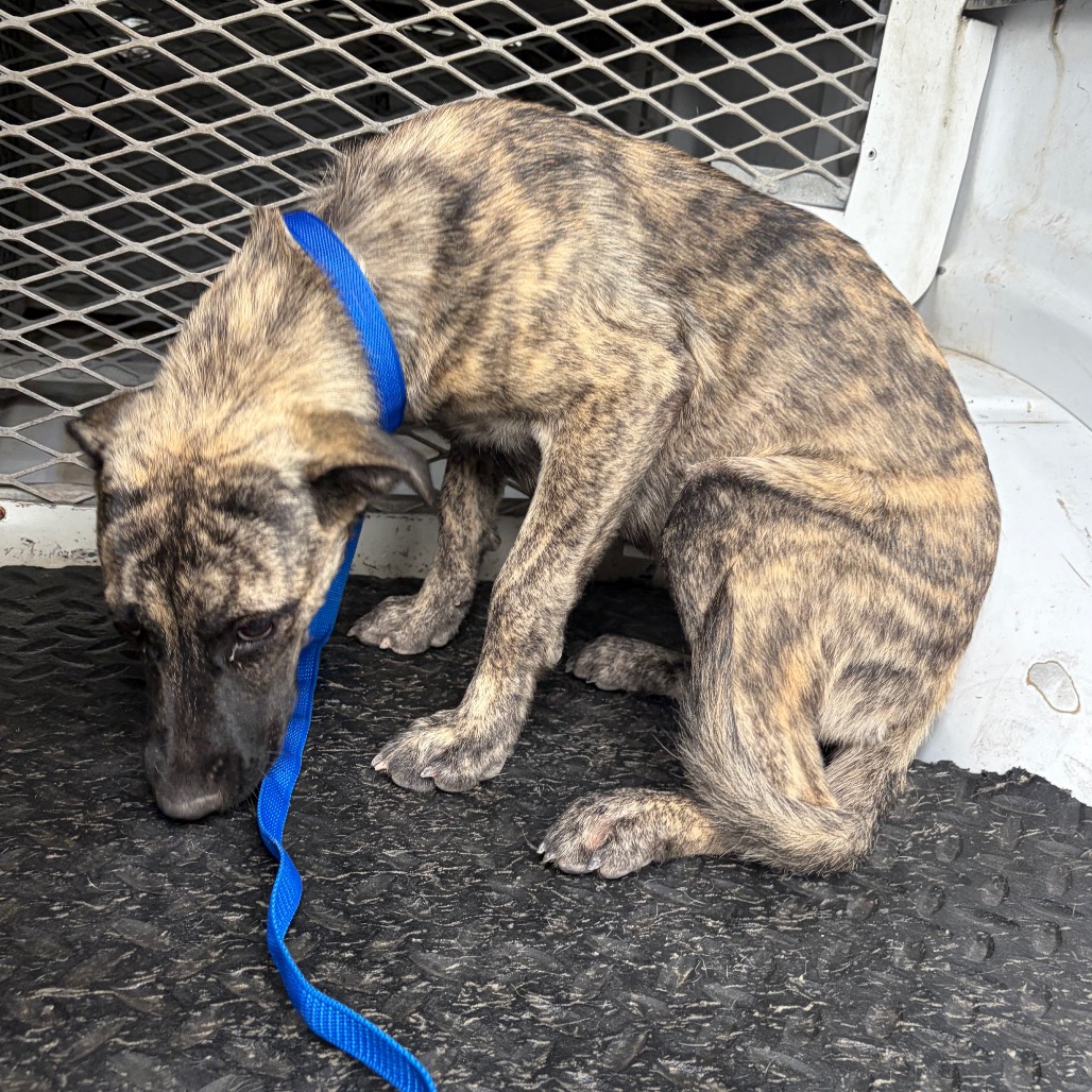 ASHLEY - Terrier, Pit Bull / Mixed Breed (Medium) available for adoption