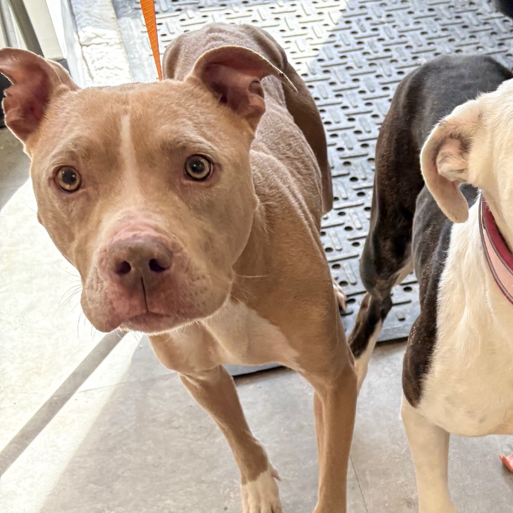 Kapri — thumbnail 2