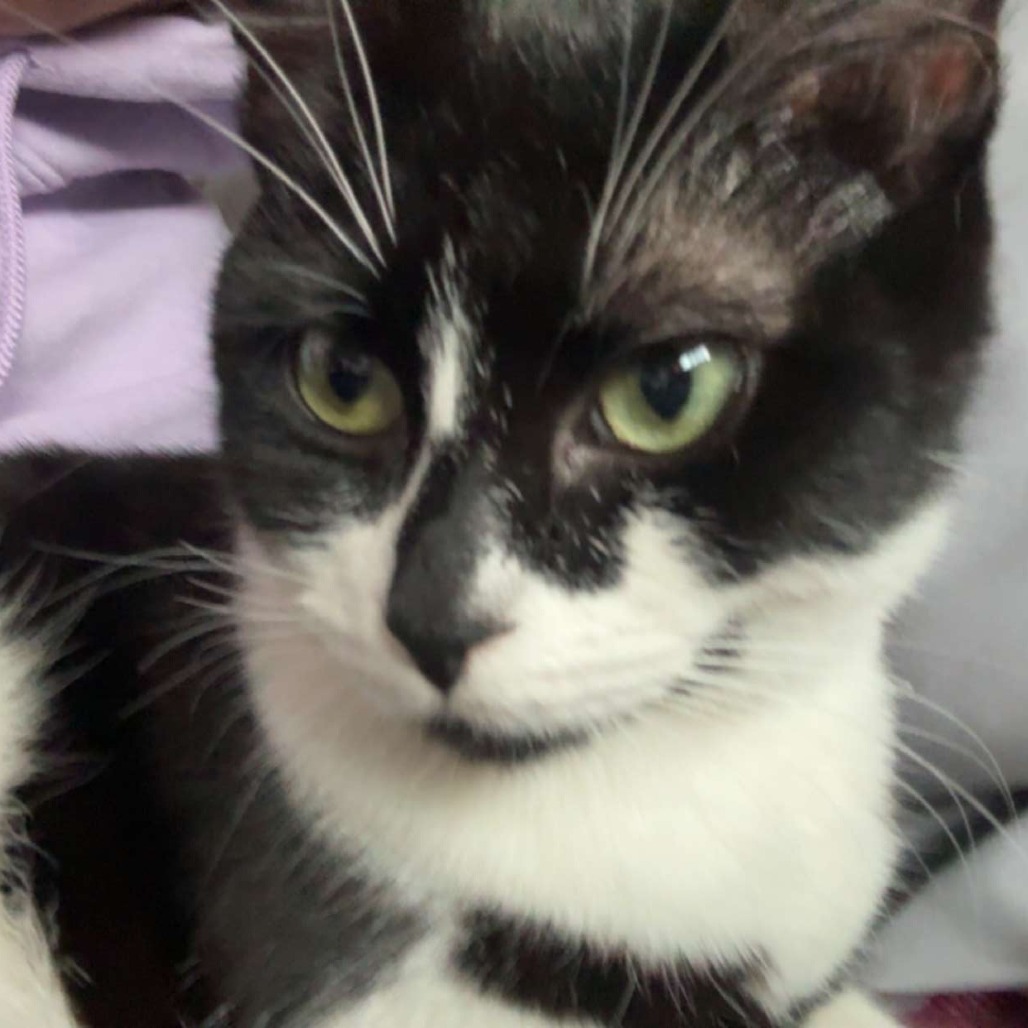 COSMO - Domestic Shorthair available for adoption