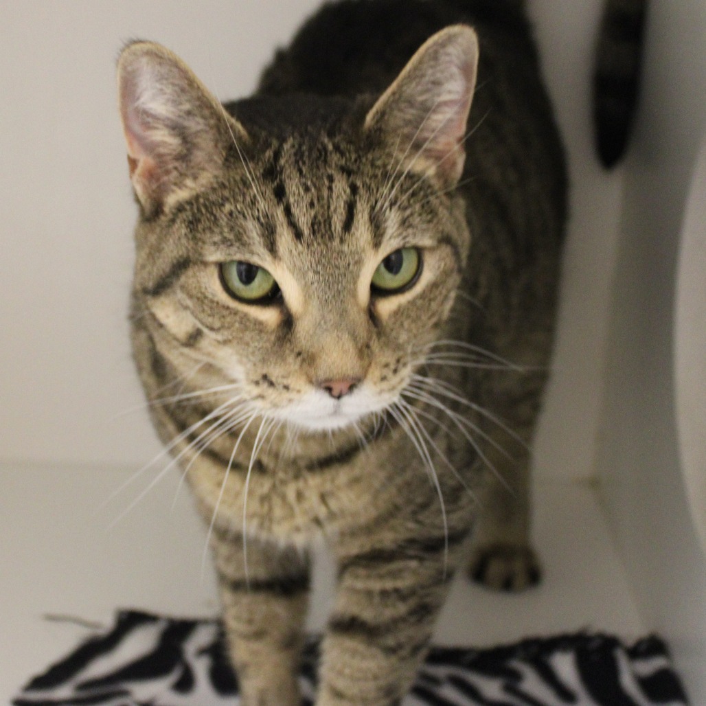 Rachel Ray — thumbnail 3