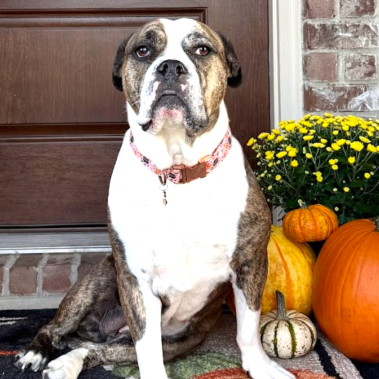 Dottie