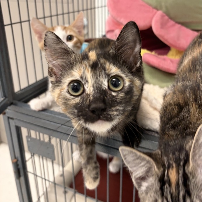 FANTASTIC - Domestic Shorthair available for adoption