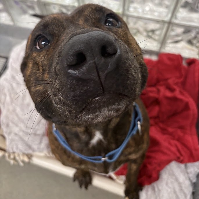 Photo of Dora the Explorer