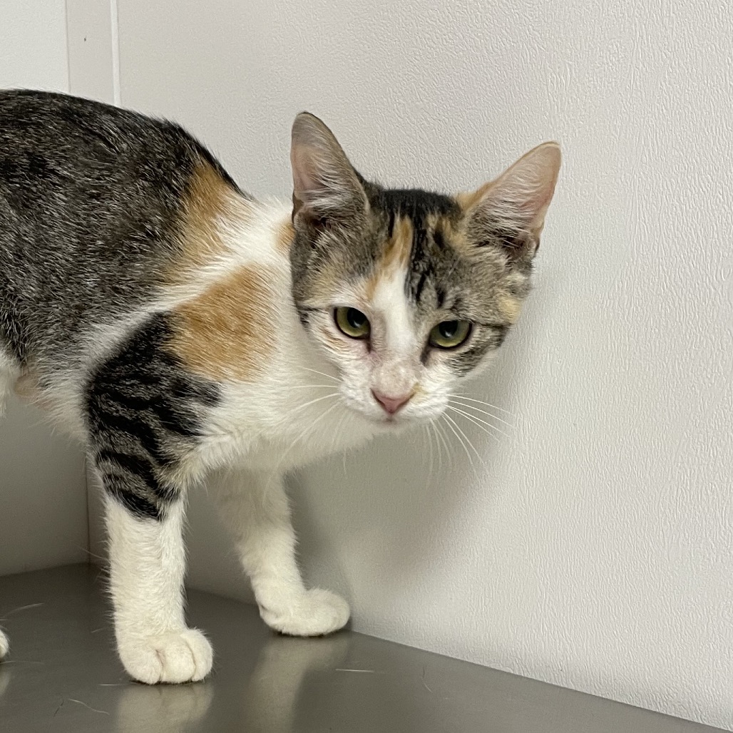 FARAH - Domestic Shorthair / Mix for adoption in Hattiesburg