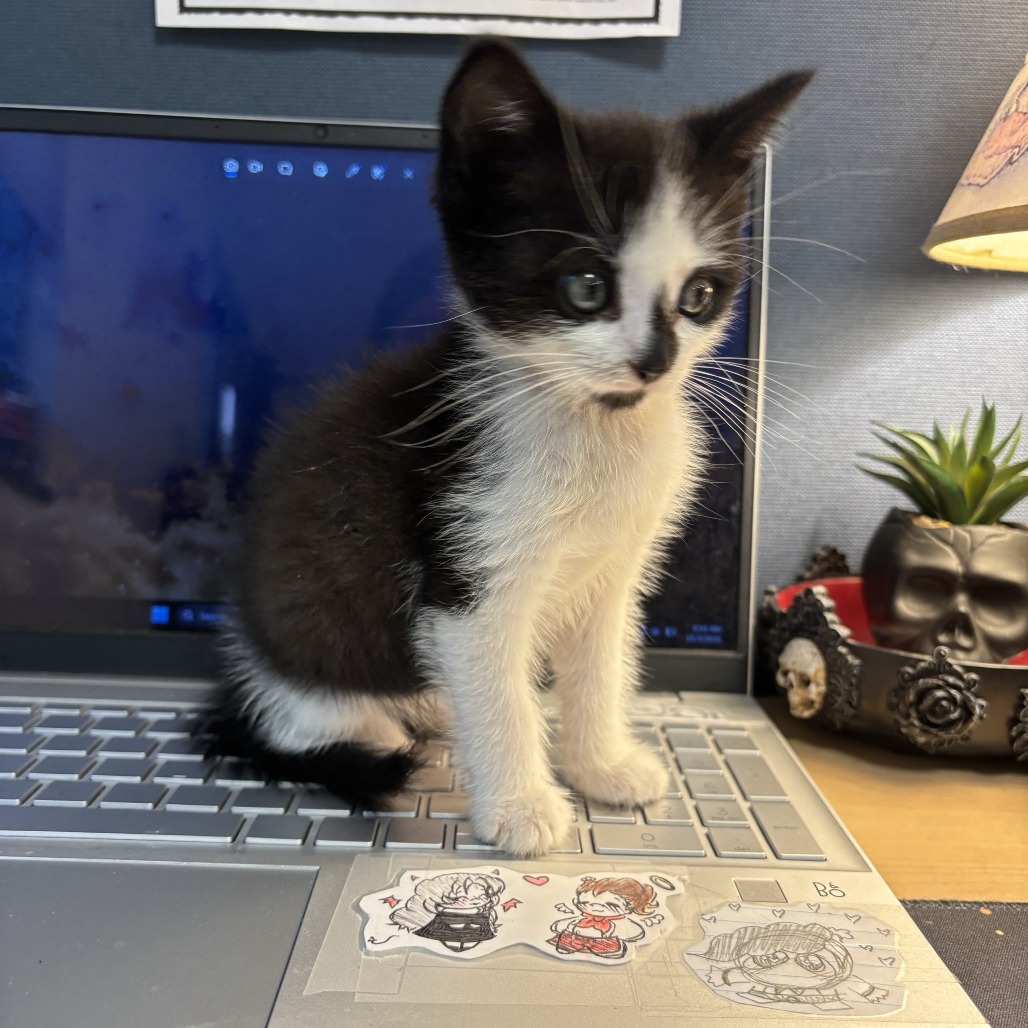 JALAPENO LENA - Domestic Shorthair available for adoption