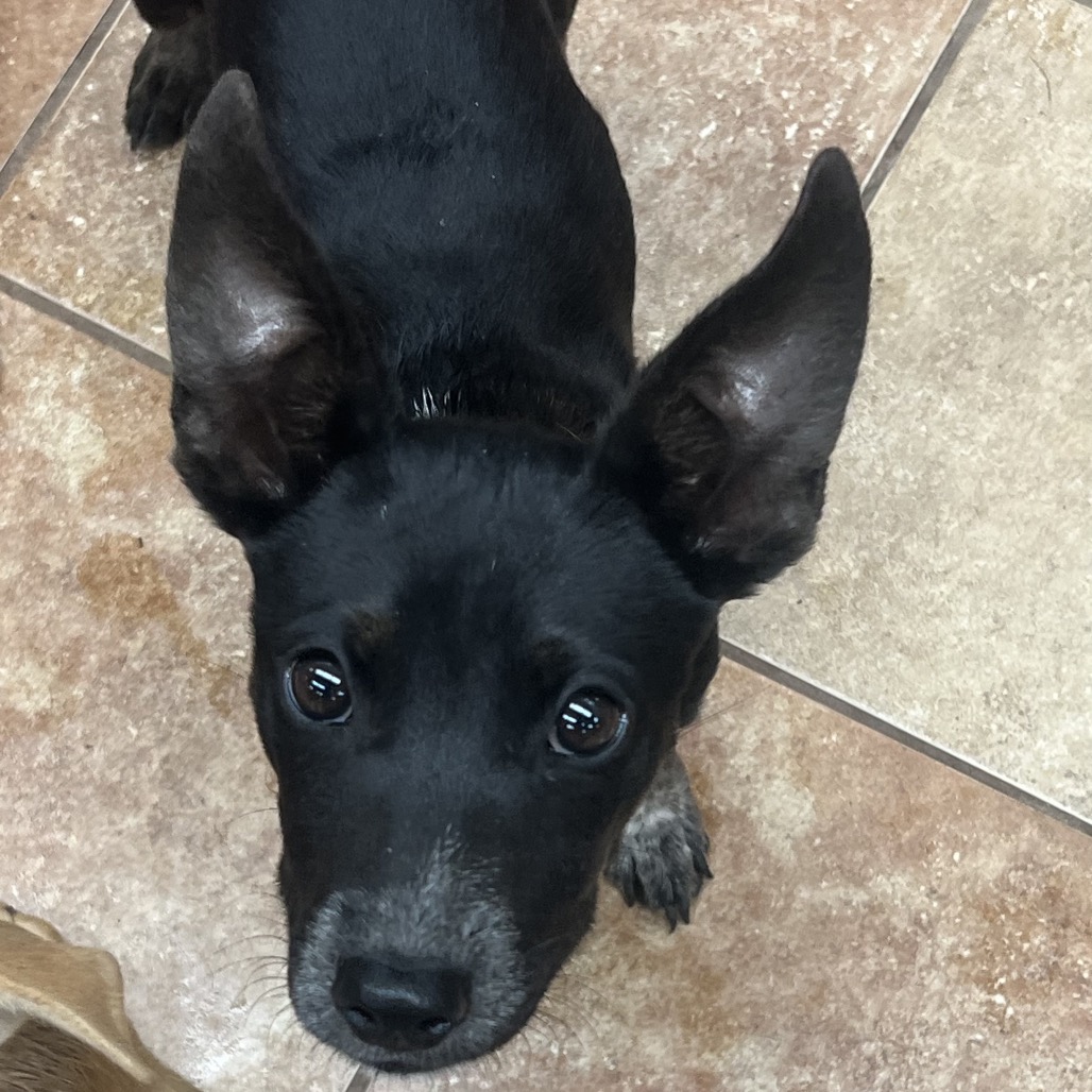 FWT CHEESECAKE - American Blue Heeler / Terrier, Pit Bull for adoption in Midland