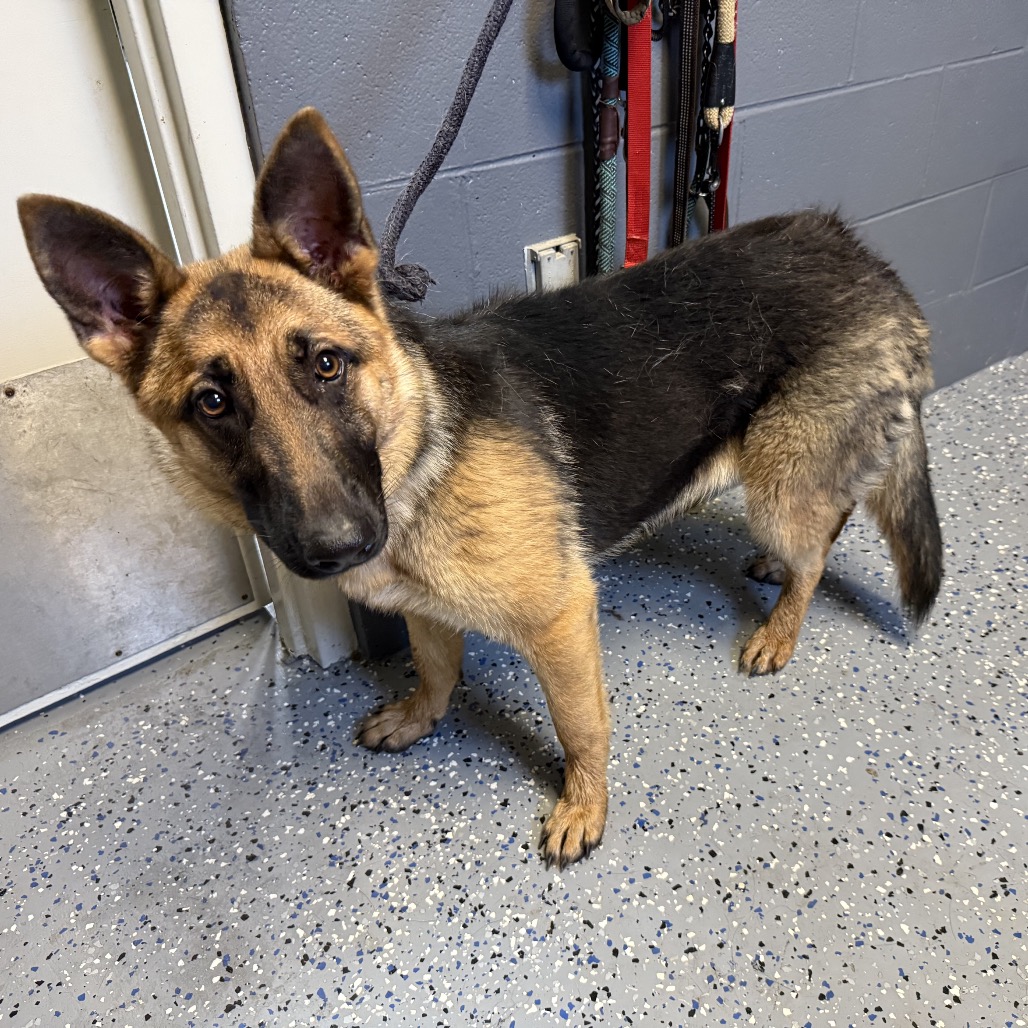 Tusc Stray 84559