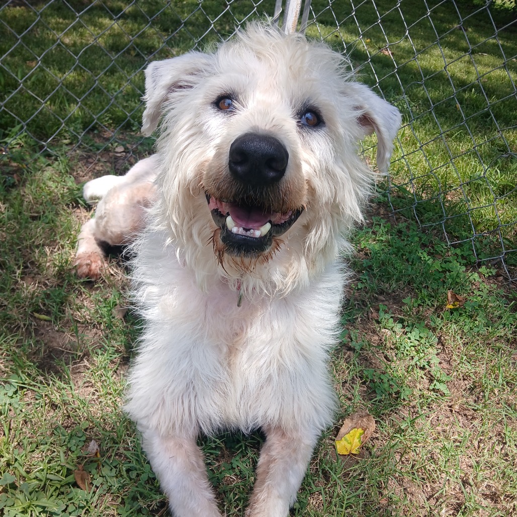 Shaggy
