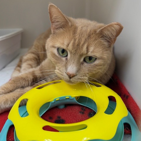 NALA - Domestic Shorthair available for adoption