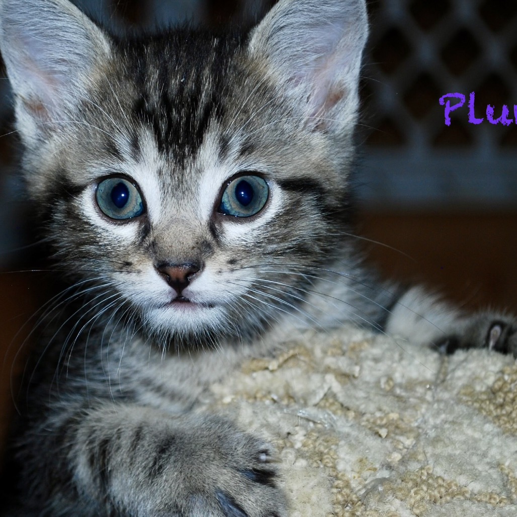 Plum, photo 5