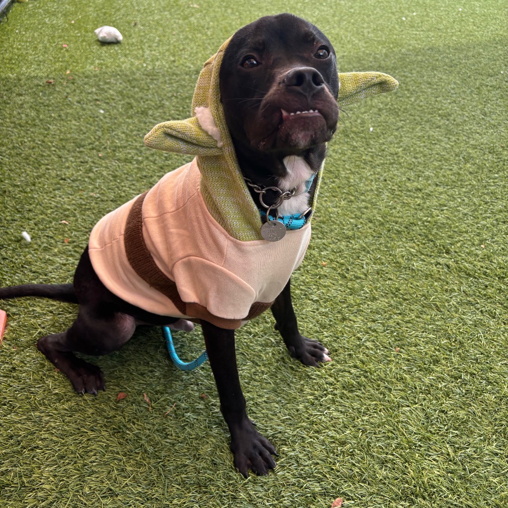 BEAR - Mixed Breed (Medium) available for adoption