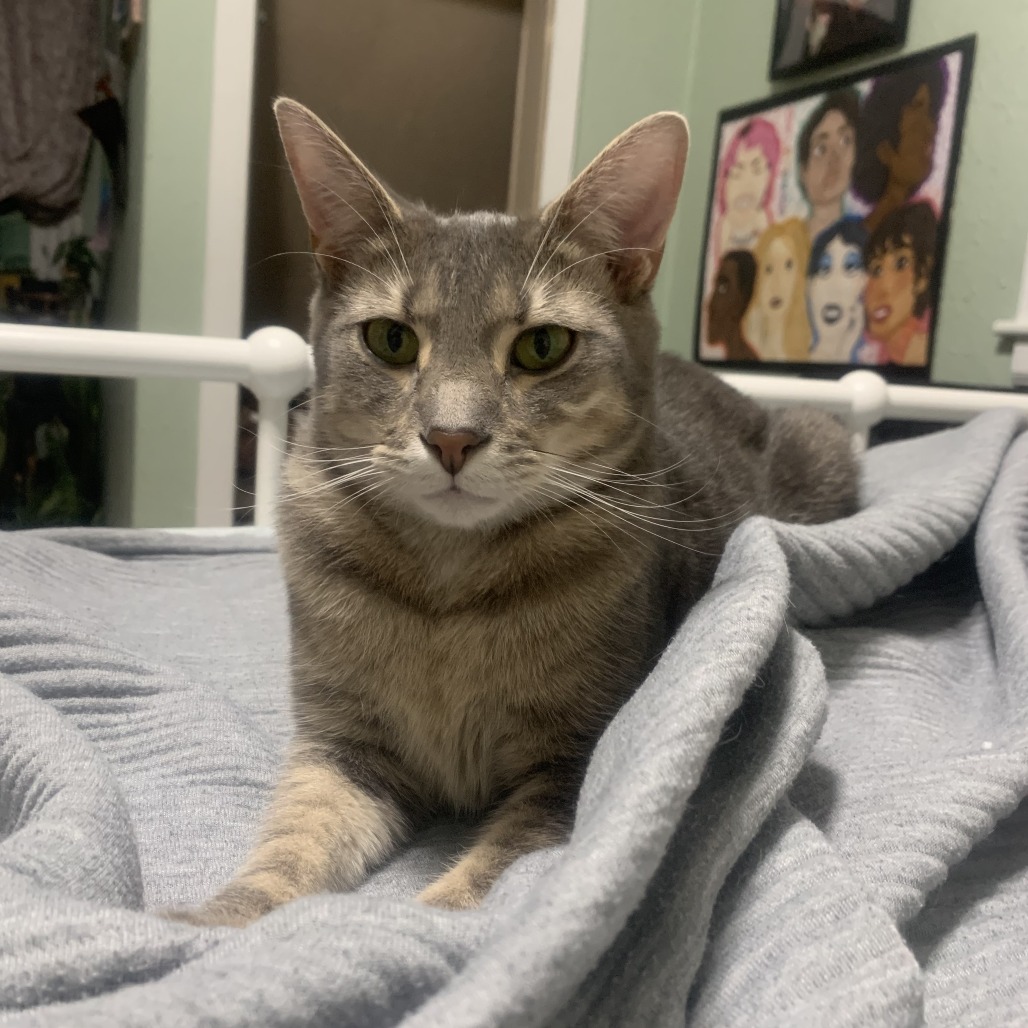 GRAMMY (BONDED WITH EMMY) - Domestic Shorthair for adoption in Madison