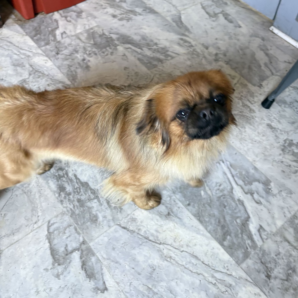 Shorty, photo 2