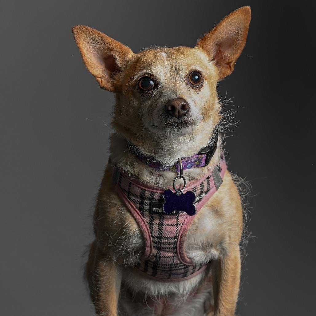 Lacey, photo 14
