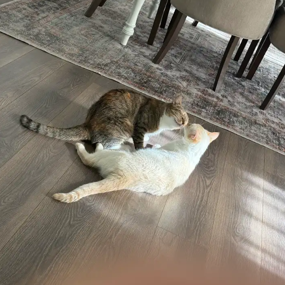 Nutmeg picture #25