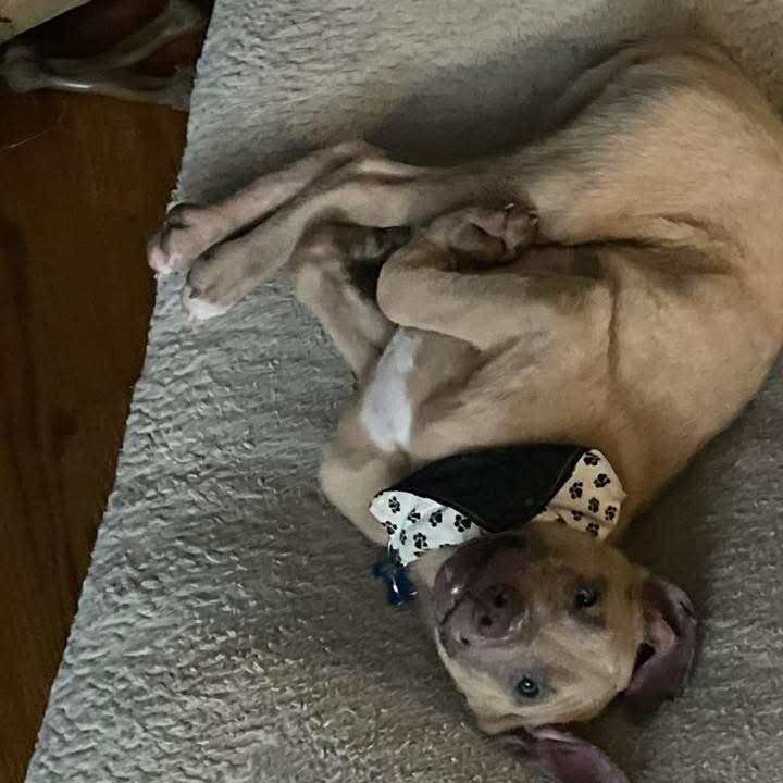 Lover, a Terrier