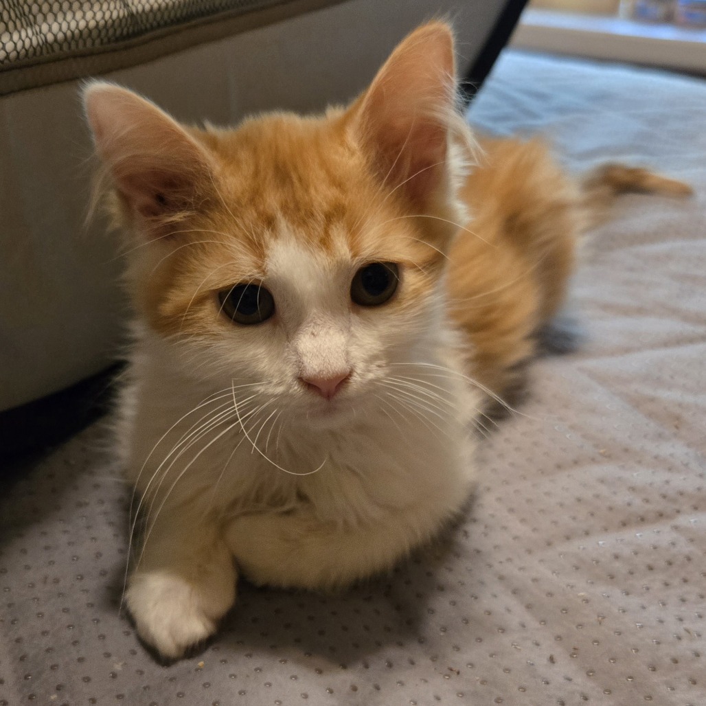 PRISSY - Domestic Longhair available for adoption
