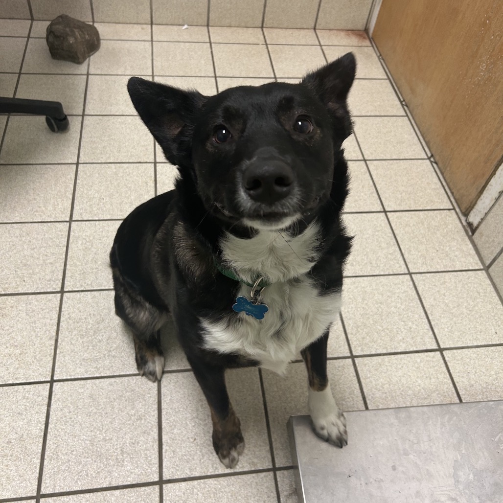 Patches — thumbnail 3