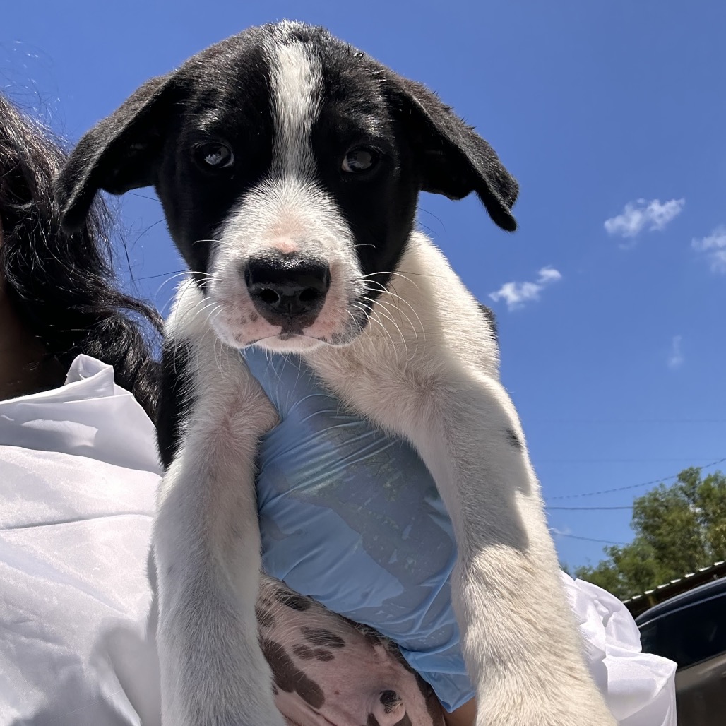 Nile, available for adoption at PVAS