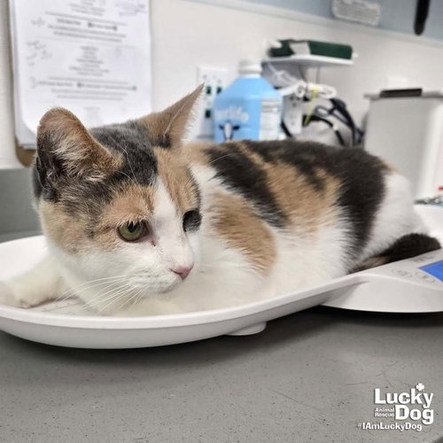 BLINKIE - Domestic Shorthair available for adoption