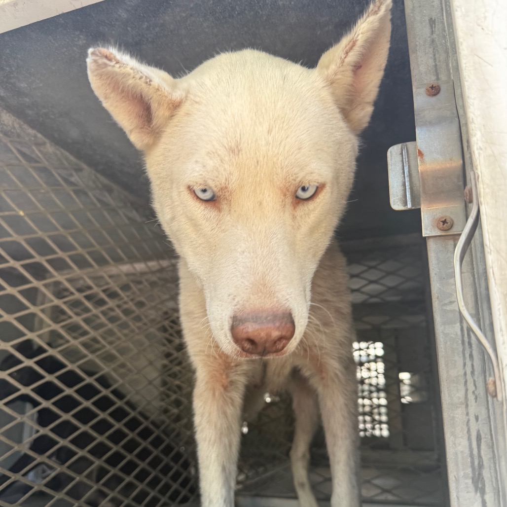 TINKERBELL - Husky / Shepherd available for adoption