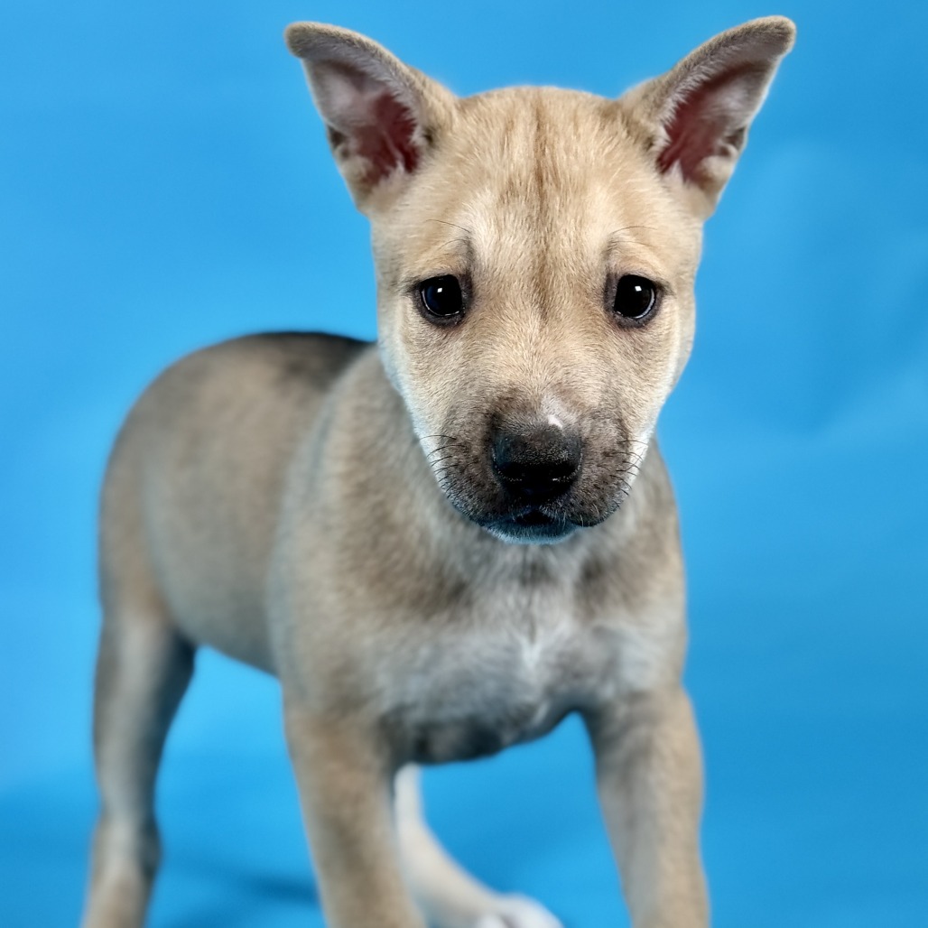 Butterscotch Sprinkles — thumbnail 4