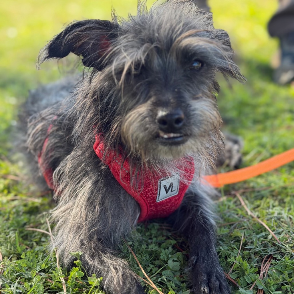 Baxter, photo 10