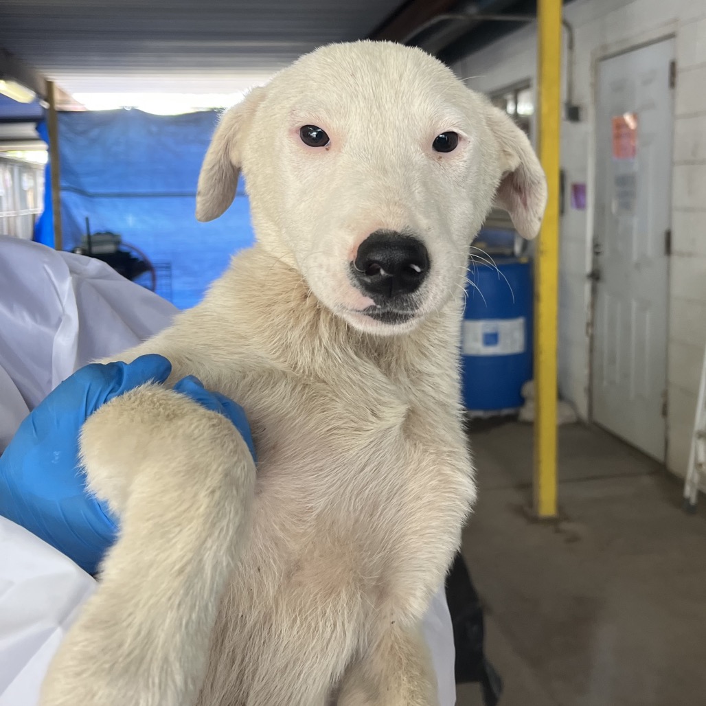 MARISSA - Mixed Breed (Medium) available for adoption