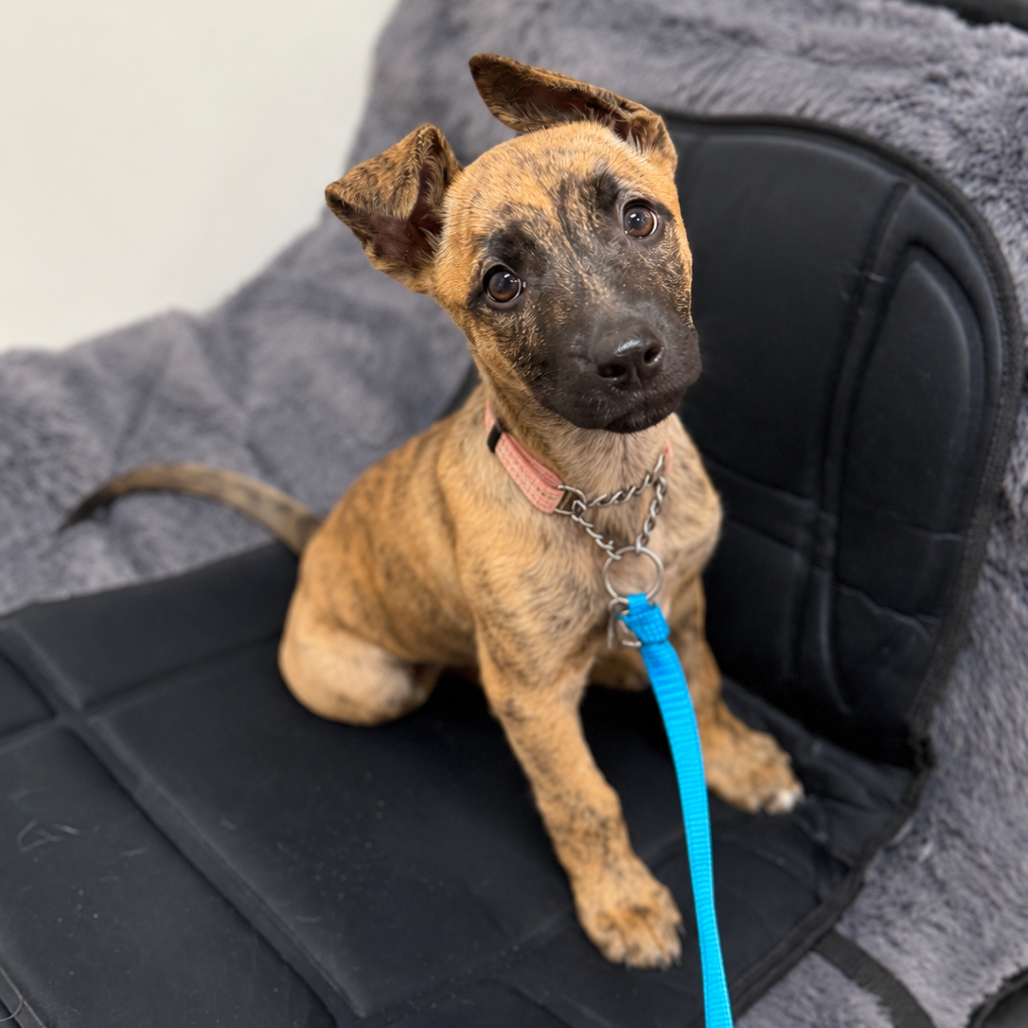 ANNIE (IN FOSTER) - Shepherd, German / Terrier, American Pit Bull available for adoption