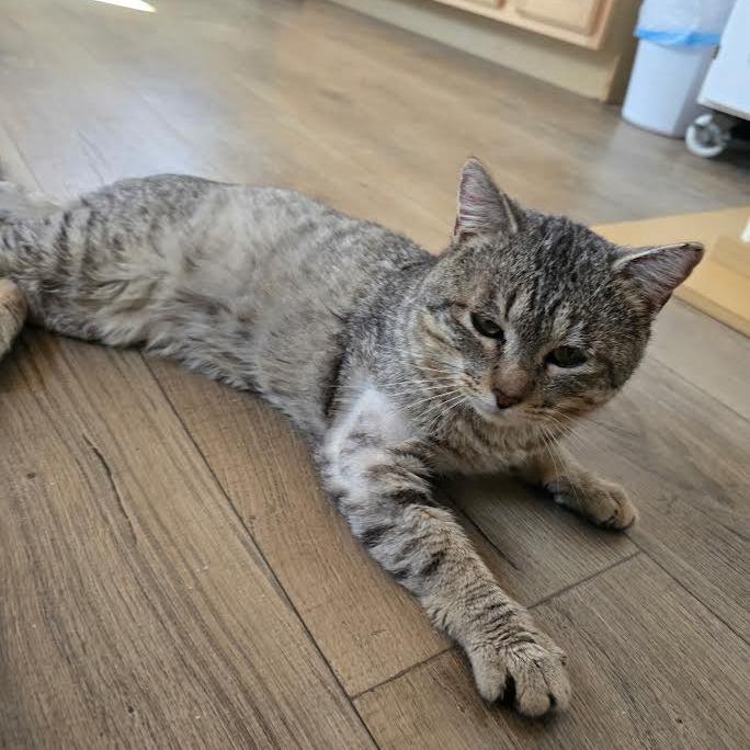 Rajah — thumbnail 2