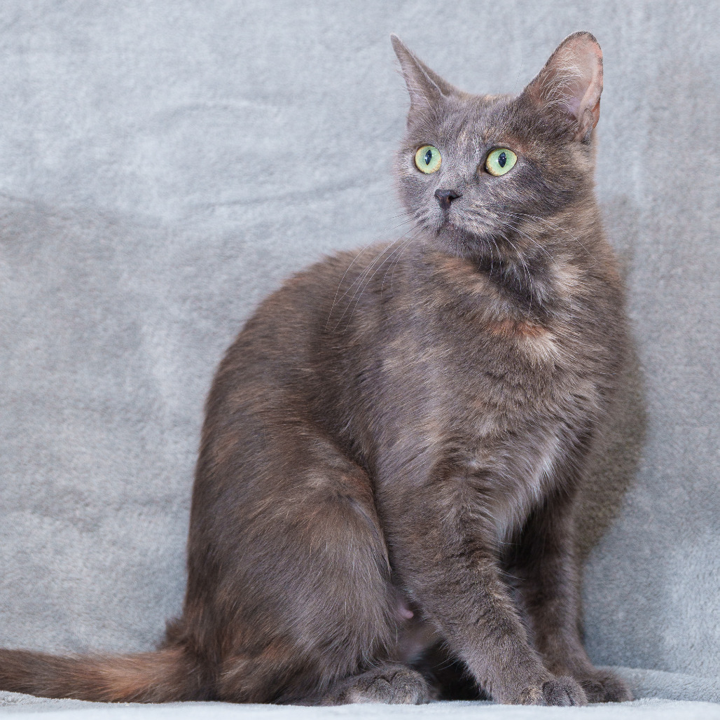 JACKIE - Domestic Shorthair for adoption in Sunnyvale