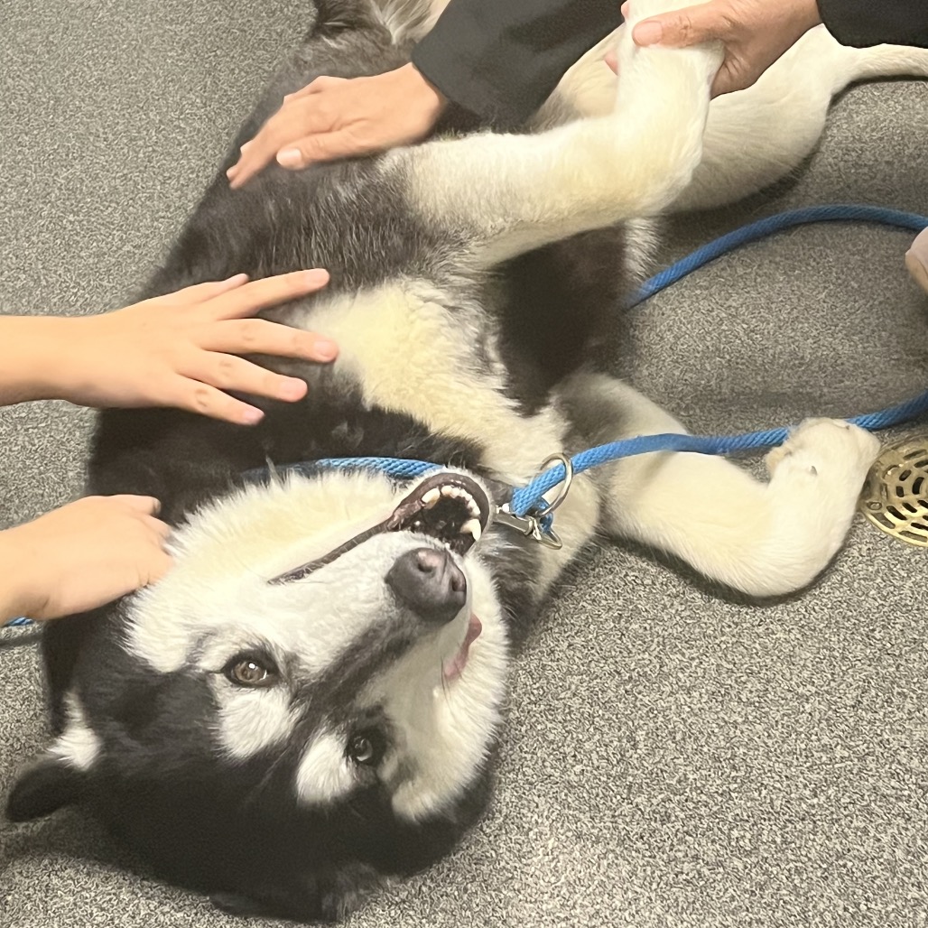 Bandit — thumbnail 2