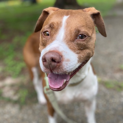DAISY - Mixed Breed (Medium) available for adoption