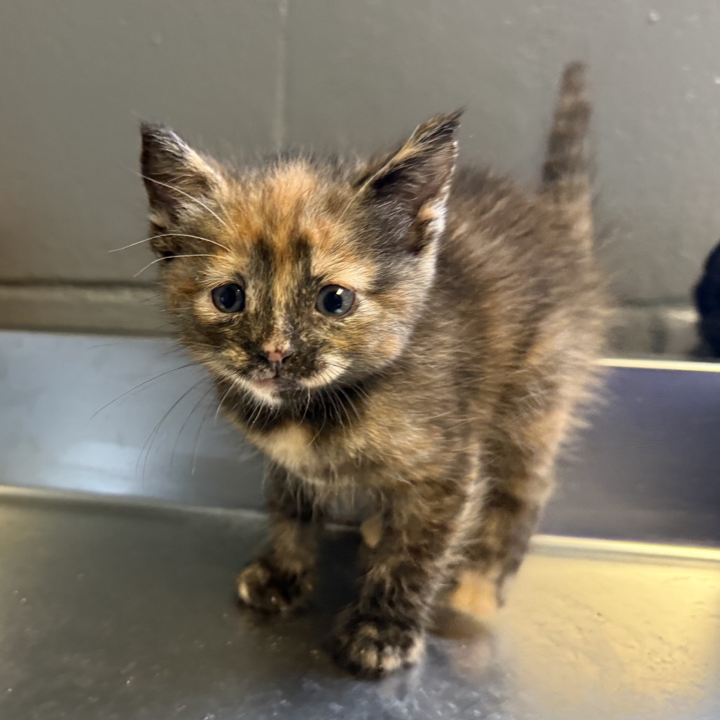 Tusc Stray 84597 2 3 4