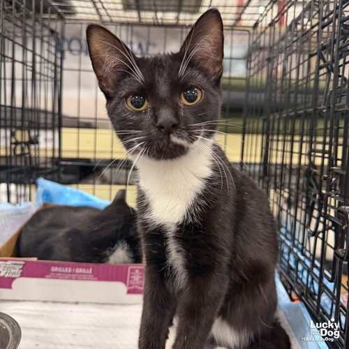 LOKI - Domestic Shorthair available for adoption