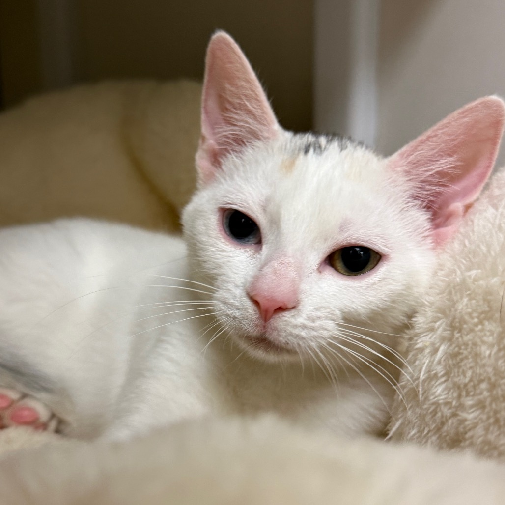 Kapono - Domestic Shorthair