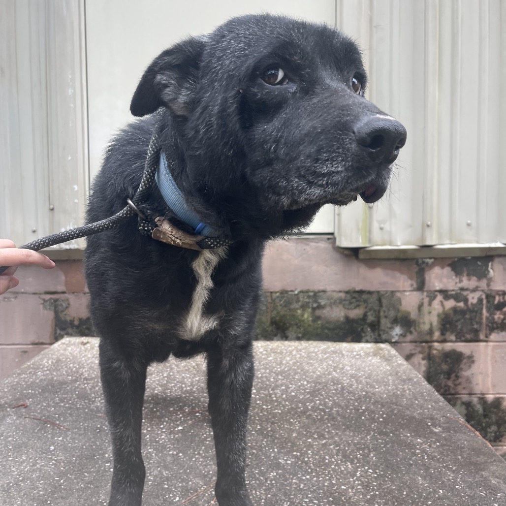 Dozer, photo 5