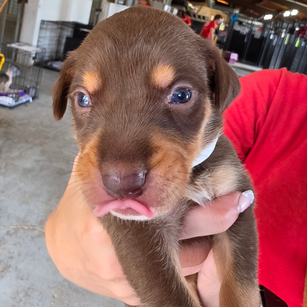 Mixed Breed