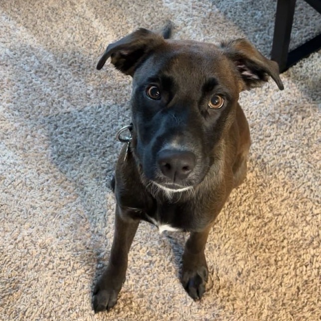 Kanoa--In Foster***ADOPTION PENDING***, photo 3