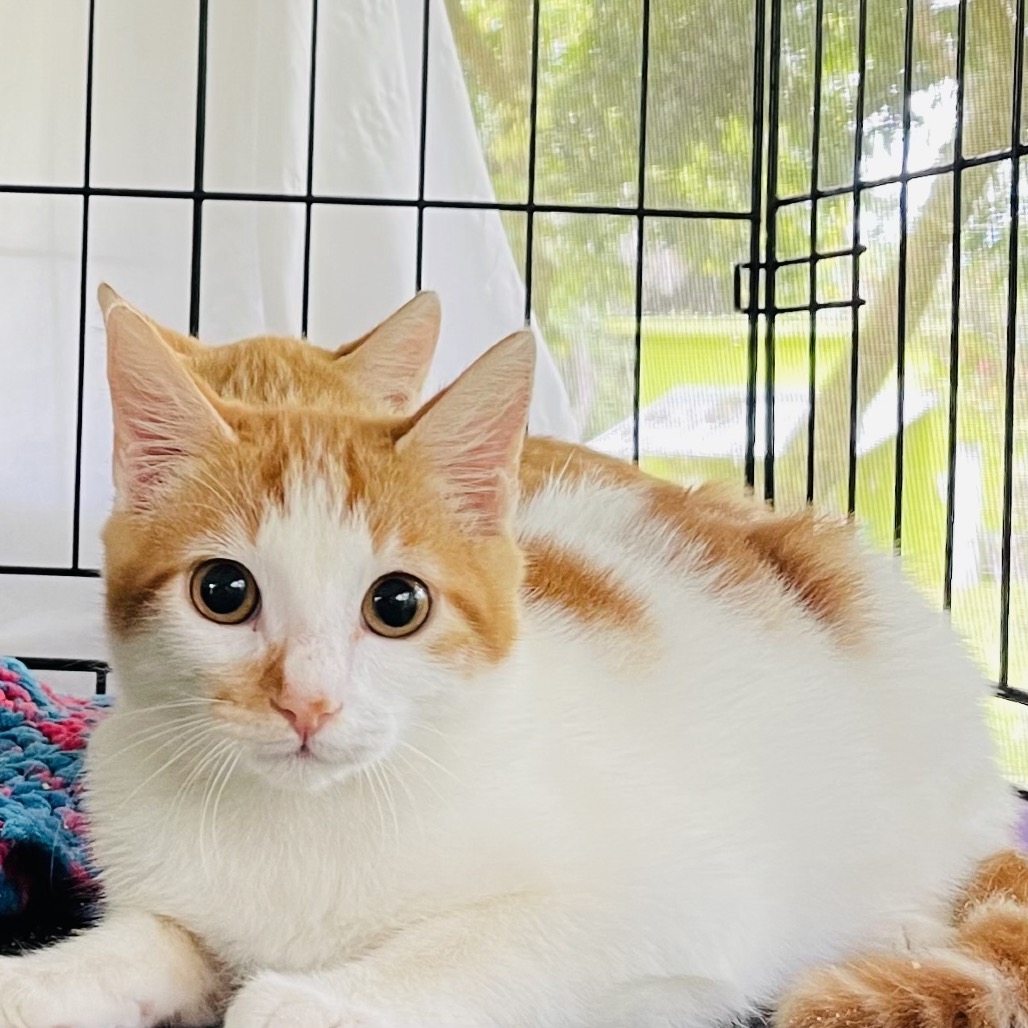Newbie O1 - Help us name this Newbie! Image