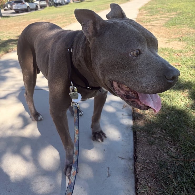Grady, photo 11