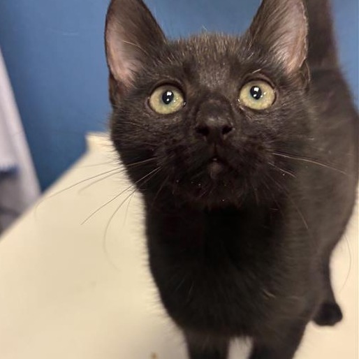 Collie: Female 3 Domestic Shorthair