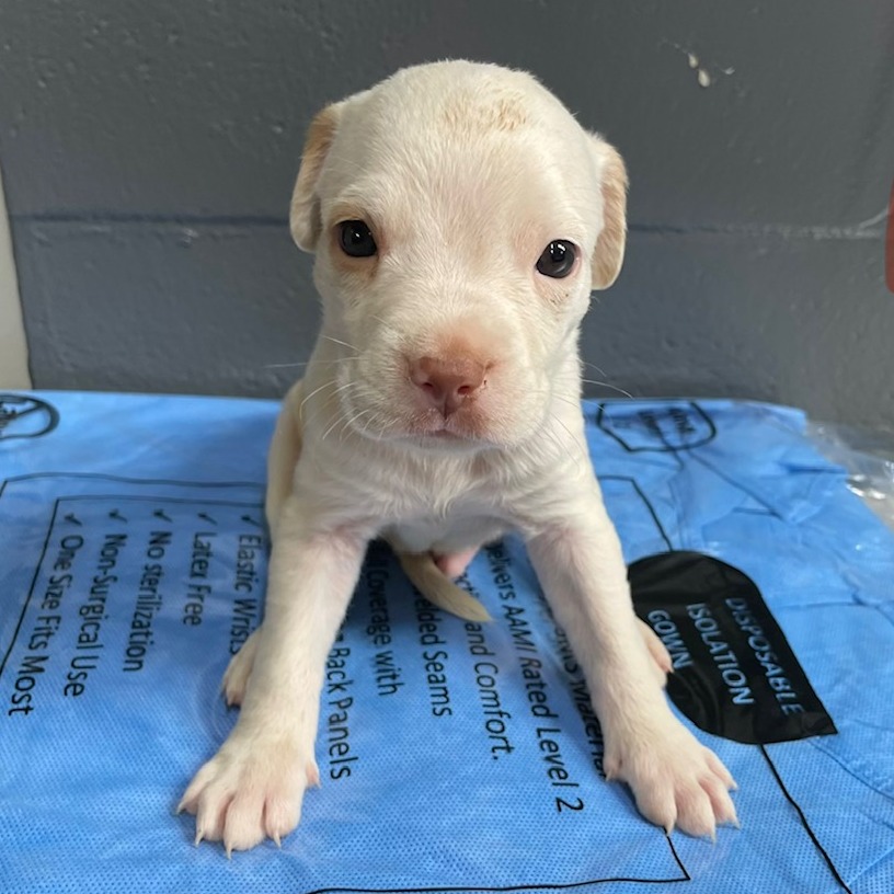 Tusc Stray 84001 2 3 4