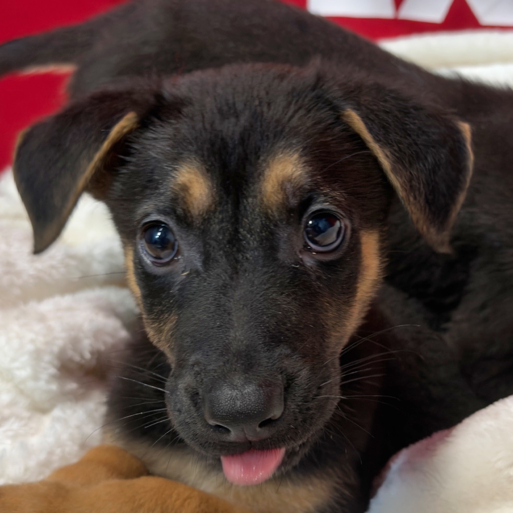 Mixed Breed