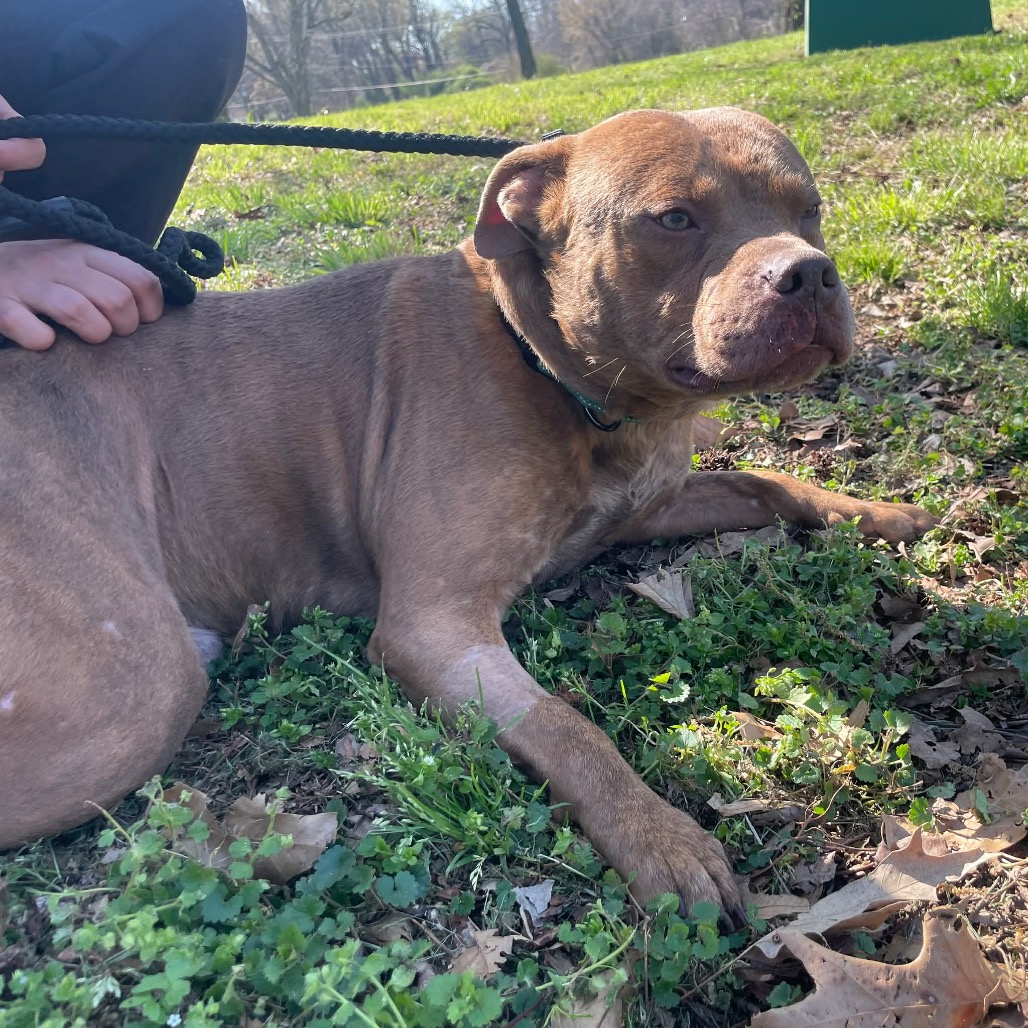 Freddy (Formerly Lieutenant), photo 4