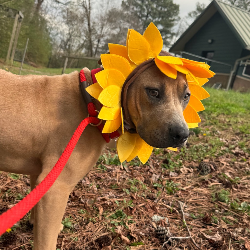 Achilles — thumbnail 4