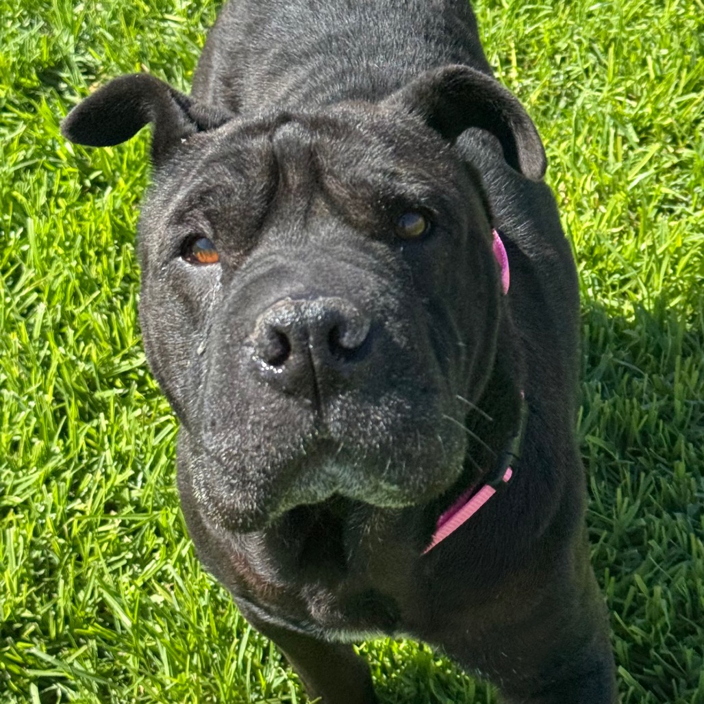 Xena, photo 8