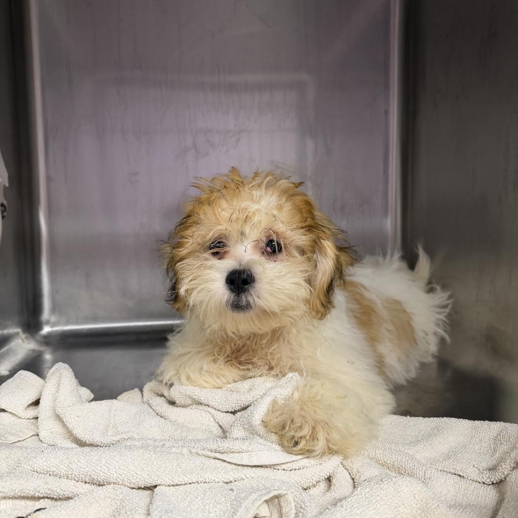 Shih Tzu