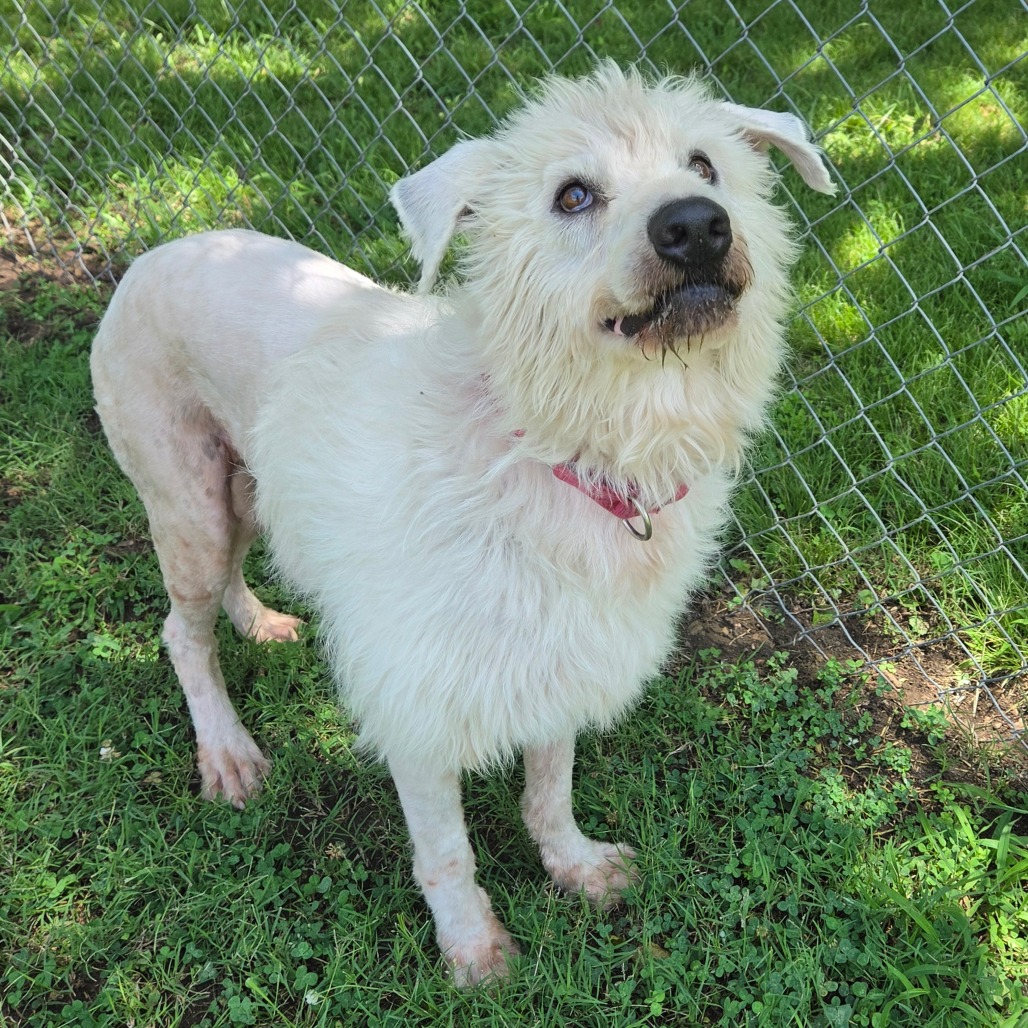 Shaggy photo 18