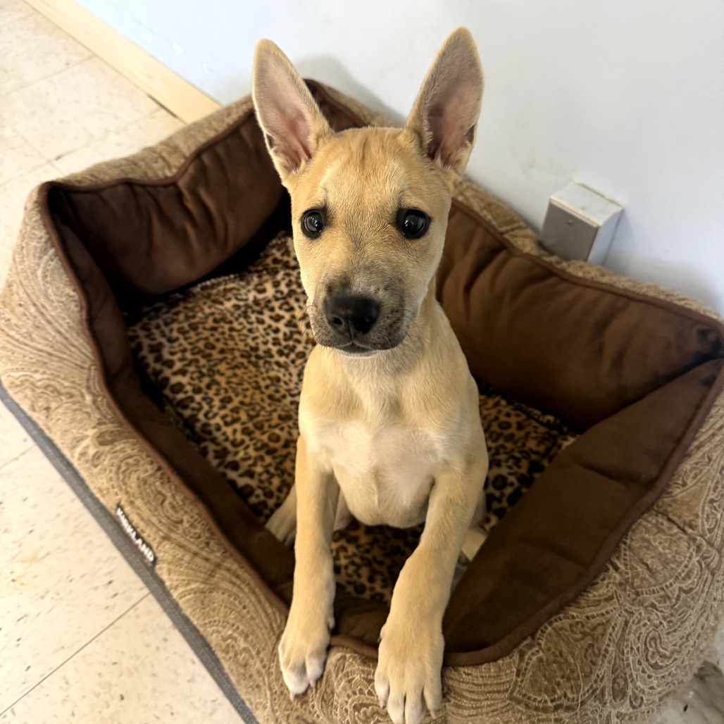 Butterscotch Sprinkles — thumbnail 2